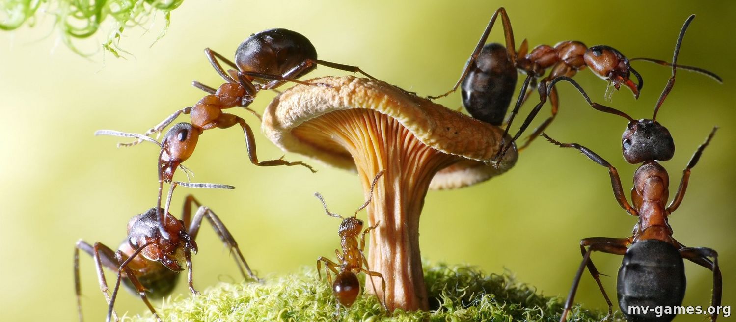 Компьютер геймера захватила армия бешеных муравьев. Теперь он не знает, как их выгнать — видео