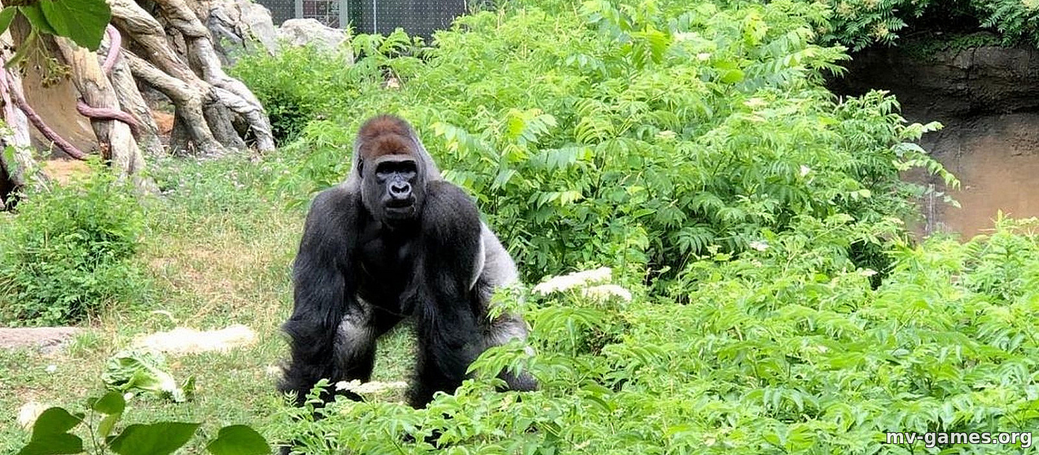 СМИ сообщили, что горилла из зоопарка Чикаго стала зависима от смартфона. В самом учреждении это опровергают